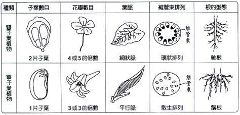 樹根位置|根的型態、構造與功能